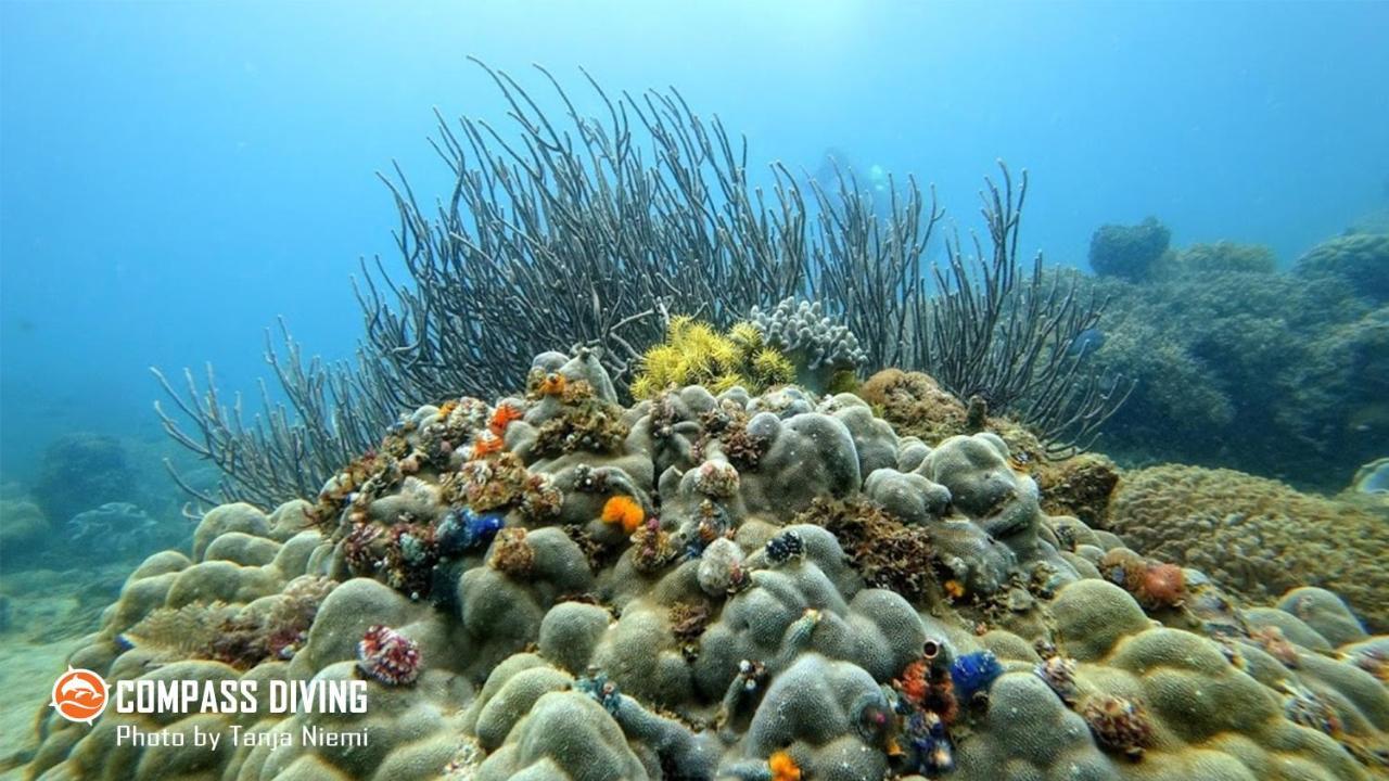 Compass Diving Resort Beloi Exterior foto